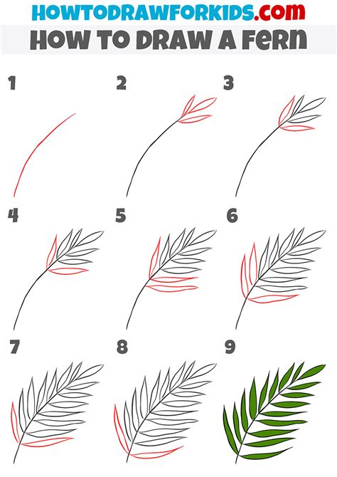 how to draw ferns step by step - musicartillustrationsdrawings