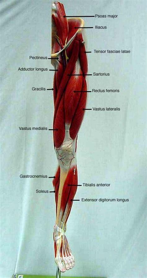 Labeled Diagram Of The Leg Muscles