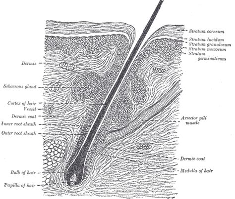 Microscope World Blog: Hair Root