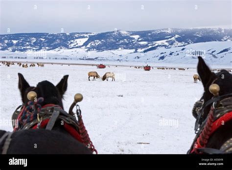 National Elk Refuge Stock Photo - Alamy