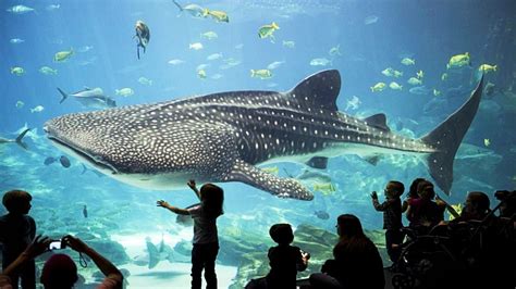 Georgia Aquarium - tickets, prices, discounts, what to see