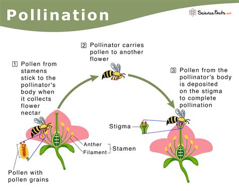 Pollination: Definition, Types, and Process