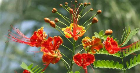 Pride of Barbados | Native Gardeners