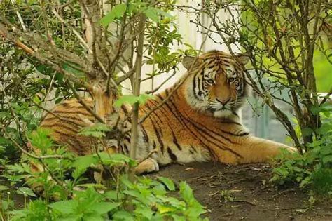 Tropical Rainforest: Tropical Rainforest Tiger