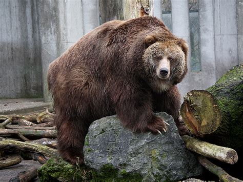 The Kodiak Bear - the Largest Bears in the United States | HubPages