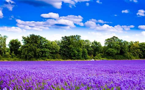 Beautiful Lavender - Flowers Photo (34658251) - Fanpop