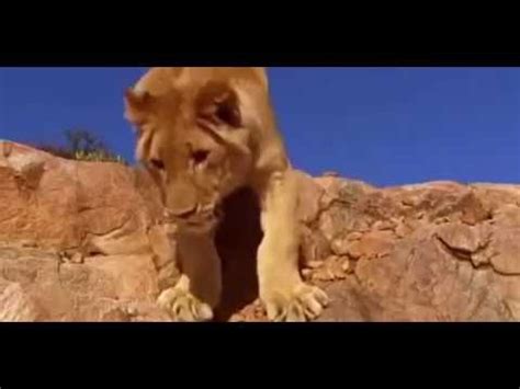 LION vs BABOON REAL FIGHT LION ATTACK BABOON EXCLUSIVE #2 - YouTube