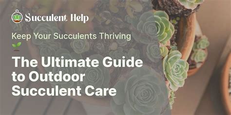 How to care for succulents outdoors?