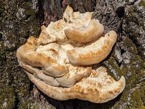 Tree fungus found on an oak stump in southwest Georgia (state). Very ...