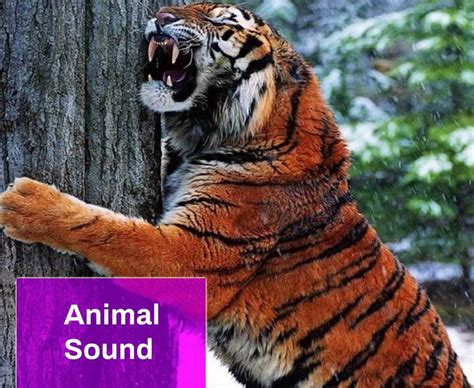 Animal Sound Free MP3 Download | Mingo Sounds