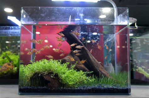 Stocking a 5-Gallon Fish Tank: An In-depth Aquarist’s Guide