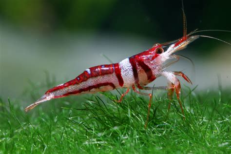 Dead Shrimp Blues - the imperilled status of freshwater shrimps | IUCN