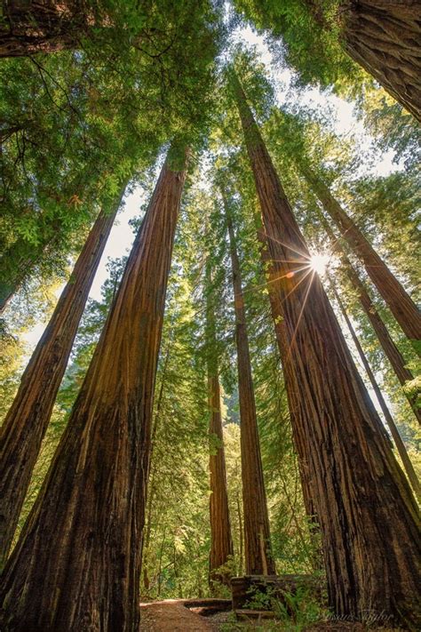 California Redwood Print Large Coastal Tree Photo Rustic