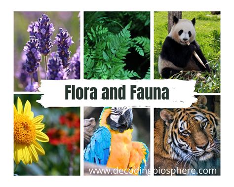 What are Flora and Fauna and Their Importance in the Ecosystem? : r ...