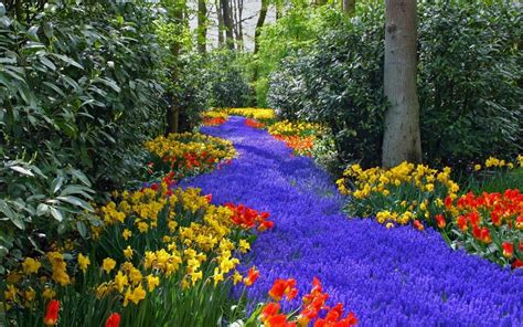 Beautiful colorful flowers - Relaxing nature in the park Wallpaper ...