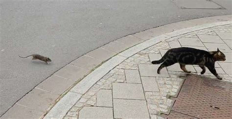 Man Spots A Cat Being Chased By The Most Unlikely Little Animal | Cats ...