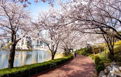 Cherry Blossom Festival Seoul 2024 - Camile Christalle