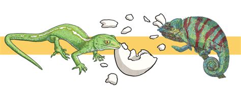 Lizard Facts for Kids - Twinkl Homework Help - Twinkl