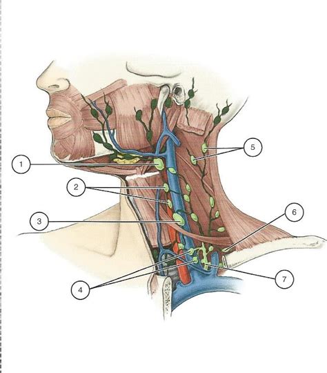 Deep Cervical Lymph Nodes Diagram | Quizlet