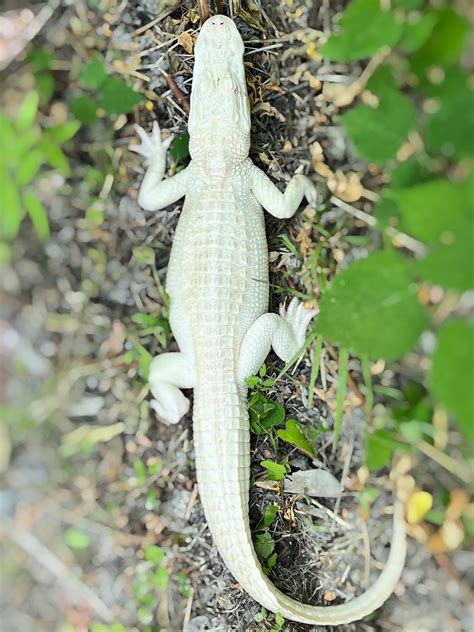 Albino Alligator Animal Update!