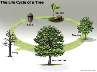 How Do Oak Trees Grow? - My Heart Lives Here