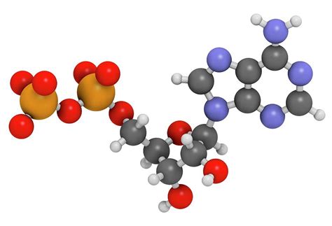 Adenosine Diphosphate Molecule Photograph by Molekuul - Pixels