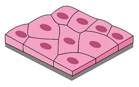 Simple Squamous Epithelium - Definition and Examples | Biology Dictionary