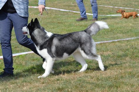 15 Awesome Alaskan Malamute Training Tips — First Light Farm