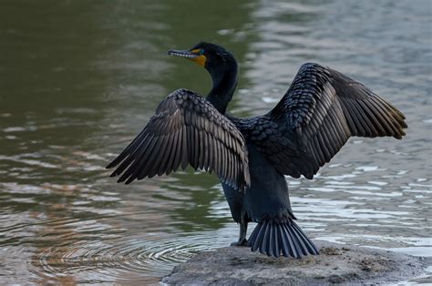 Double-crested cormorant - song / call / voice / sound.