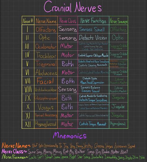 Cranial Nerves Mnemonic Anatomy