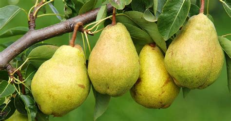 11 of the Best Fruiting Pear Varieties | Gardener’s Path