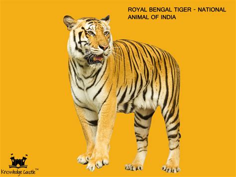 The Royal Bengal Tiger - The national animal of India. | National ...