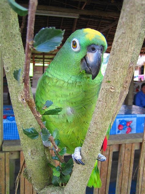 Parrot Encyclopedia | Yellow-crowned Amazon | World Parrot Trust