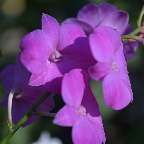 Buy Orchid - Dendrobium Pink Lollipop UA97 / 100 Seedlings - AmThai ...