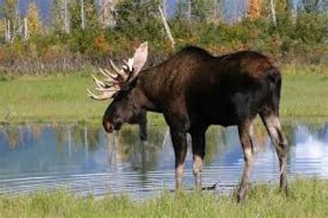 10 Interesting Moose Facts | My Interesting Facts