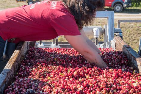 Tales From the Bog: Inside a New England Cranberry Harvest | Oyster.com