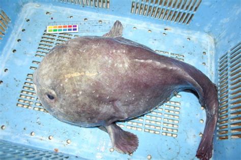 Giant blob sculpin (Seamounts of Canada's Large Offshore Pacific Area ...