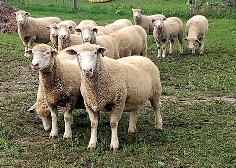 Introduction to Sheep Breeds - Cornell Small Farms