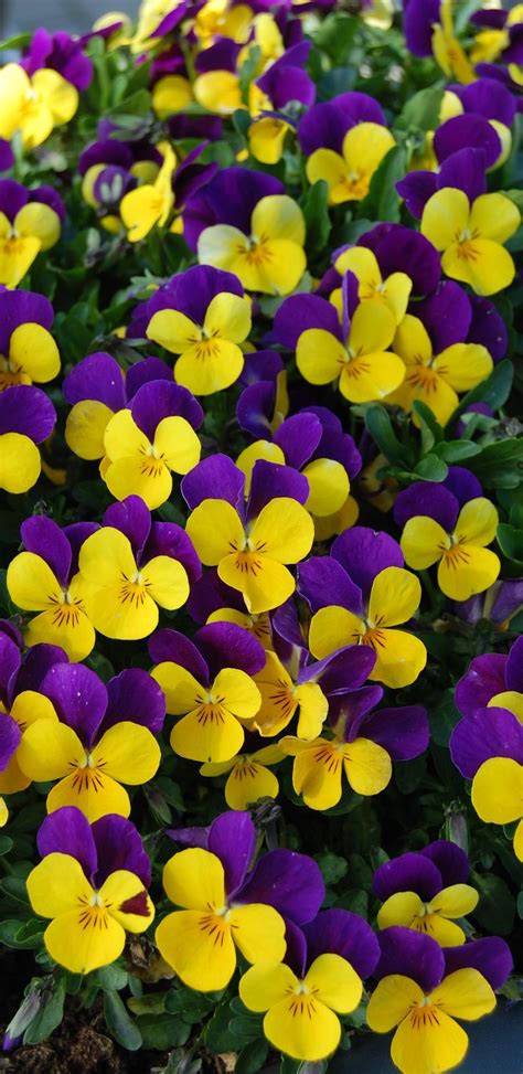 ~~Viola cornuta ~ Johnny Jump-Up, vibrant blooms are deep purple and ...