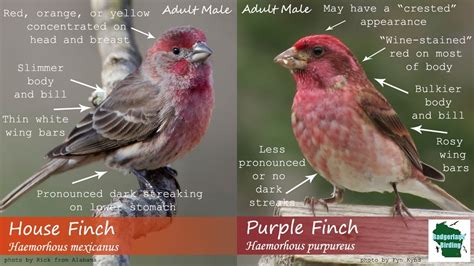 Male Vs Female Finches