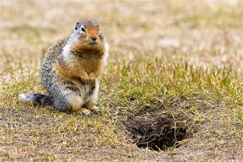 Columbian ground squirrel - Alchetron, the free social encyclopedia