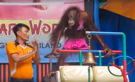 Bangkok Zoo Show Forces Orangutans Into Boxing Ring - The Dodo