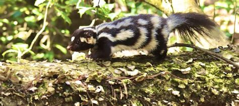 Eastern Spotted Skunk Cooperative Study Group recognized - The Wildlife ...