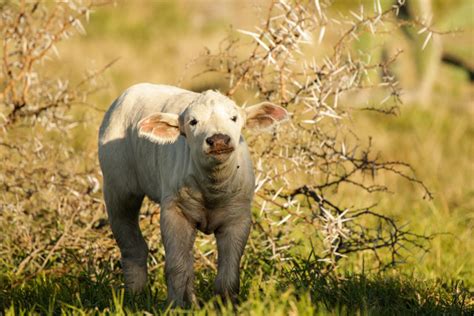 Video: a white buffalo calf - Africa Geographic