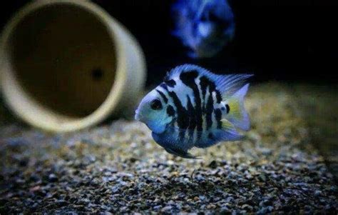 Polar Blue Parrot Cichlid Care Guide | Diet, Habitat, Breeding ...