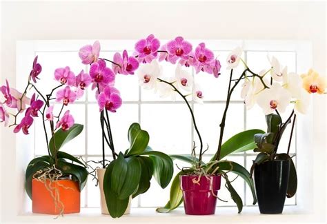 22 Types Of Orchids (With Pictures) & How To Care For Them