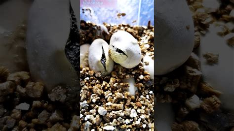 Snake hatching from egg - YouTube