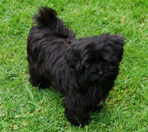 Havanese Dog Info, Temperament, Puppies, Pictures