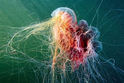 A jellyfish eating another jellyfish. | Photographie sous l'eau ...