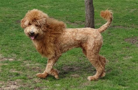 Cutest Lion Cut Dog Photos on the Internet! (2024) - We Love Doodles